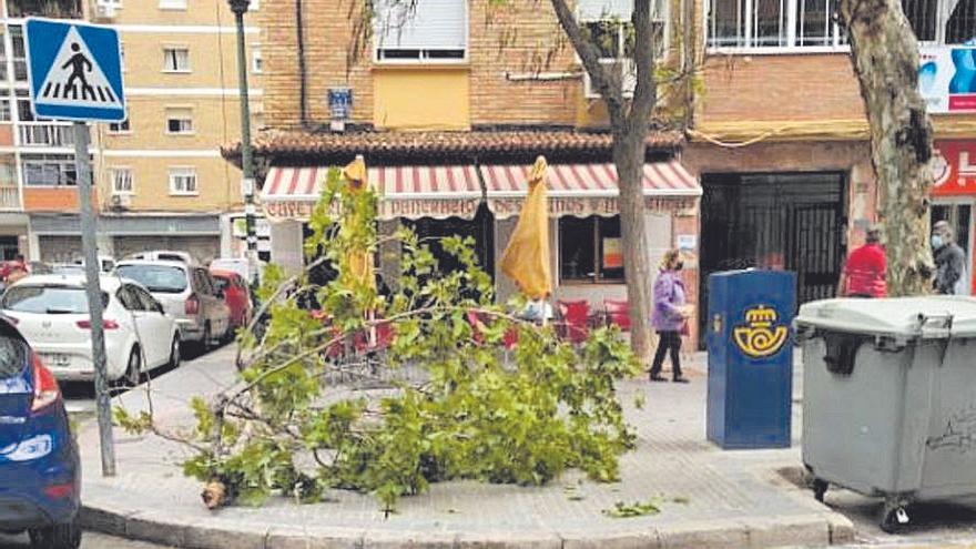 Piden más podas en La Luz