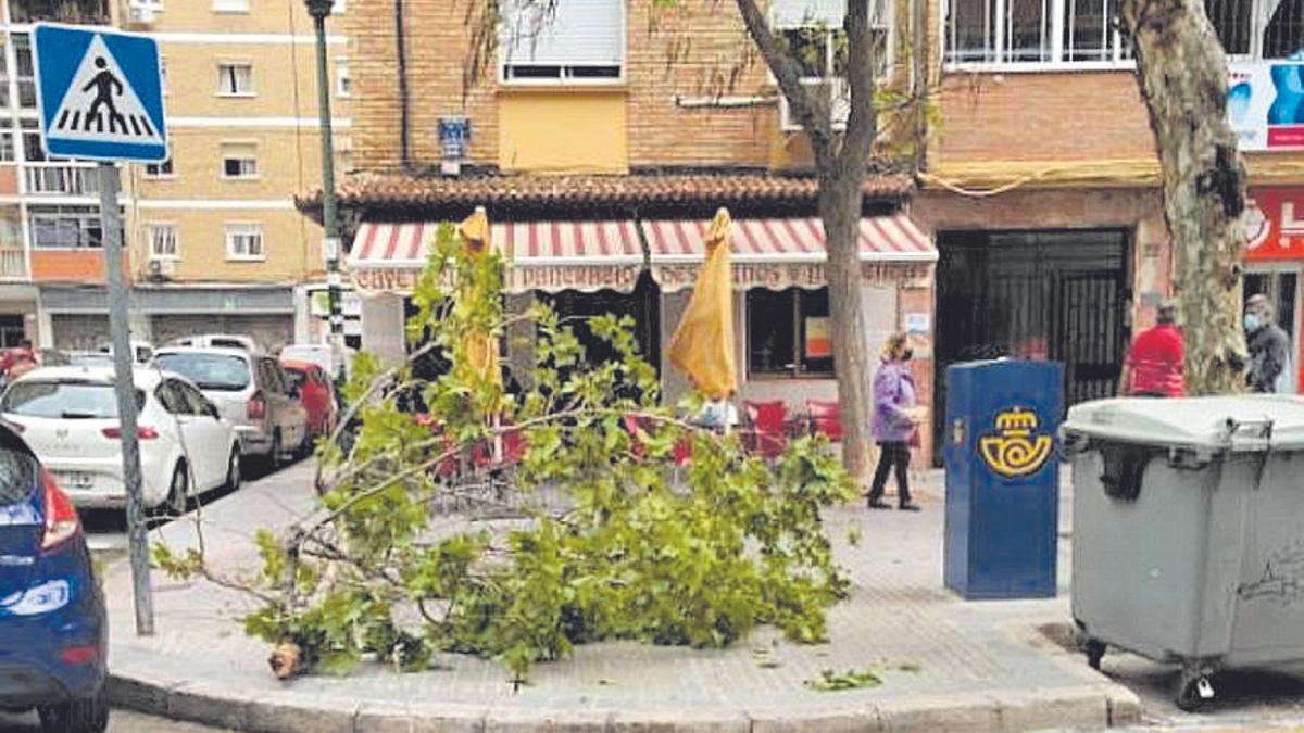 Rama desplomada el pasado sábado en La Luz.