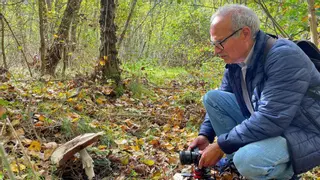 Setas, el tesoro de los montes alistanos