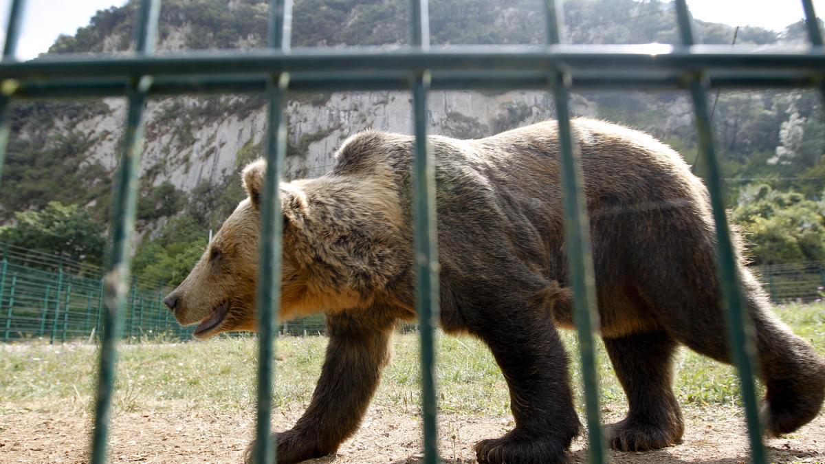 Muere la osa "Paca" siete años después de su hermana "Tola": hubo que sacrificarla para "evitarle mayor sufrimiento"