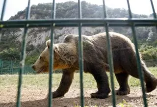 El triste adiós a "Paca", que "nos hizo ver los animales de otra forma": la osa "Molinera", última moradora del cercado
