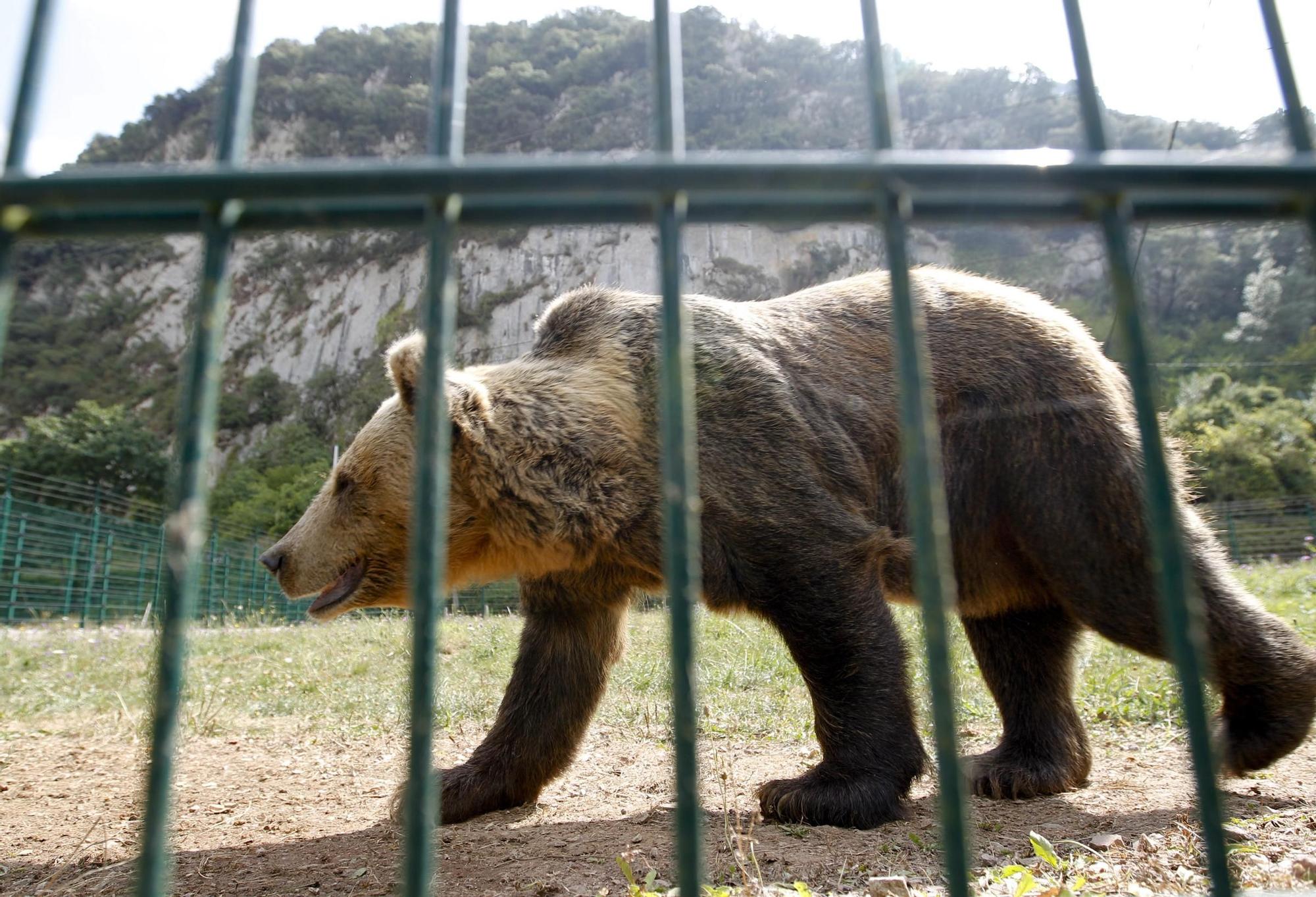 EN IMÁGENES: Así fue la vida de la osa "Paca" en el cercado de los Valles del Trubia