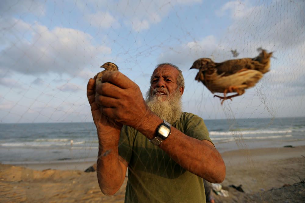 Un hombre palestino saca una codorniz de una red después de atraparla en una playa en el sur de la Franja de Gaza.