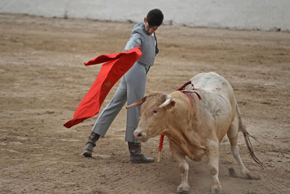 Toros en Alcúdia