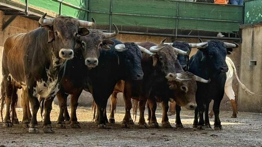 Sigue en directo la novillada con picadores de la feria de Cáceres