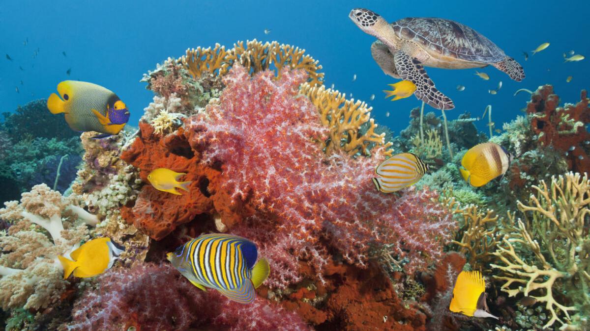 Descubren un arrecife de ‘supercorales’ resistentes al CO2