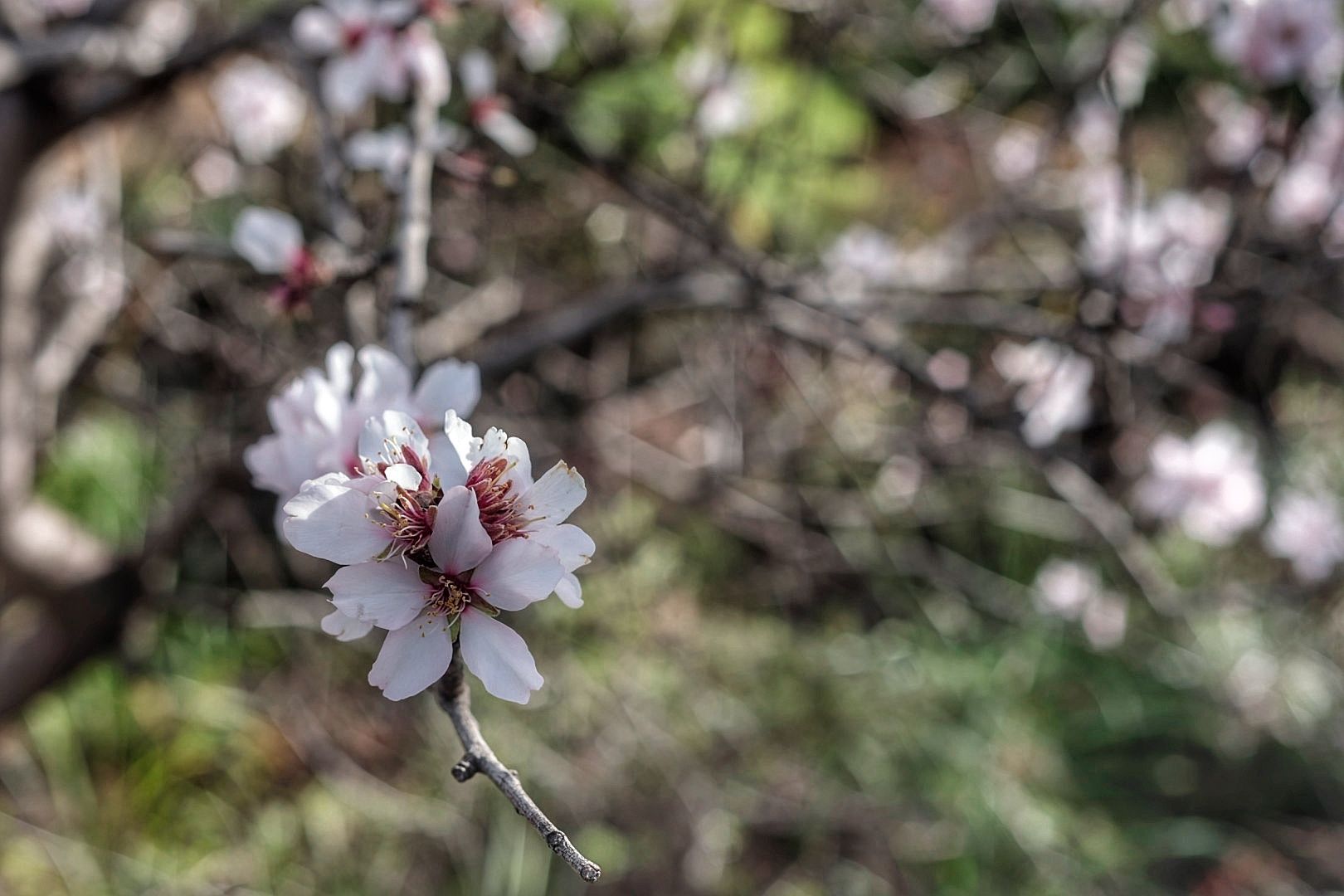 Rutas para disfrutar del almendro en flor organizadas por el Ayuntamiento de Santiago del Teide.