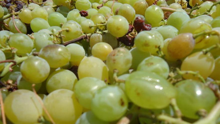 Las bendiciones de la uva