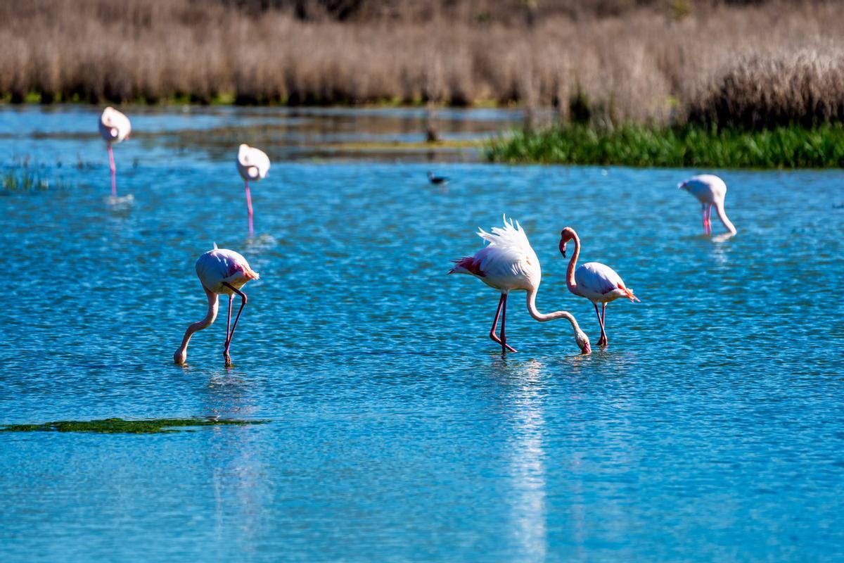 Grandes Flamencos en Laguna Fuente de Piedra, Andalucía, España