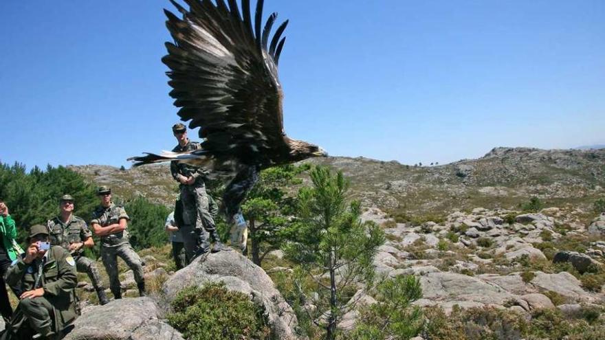 Acto de la suelta del pollo de águila real en Salgueiros (Serra do Xurés), este mes de julio. // Jesús Regal
