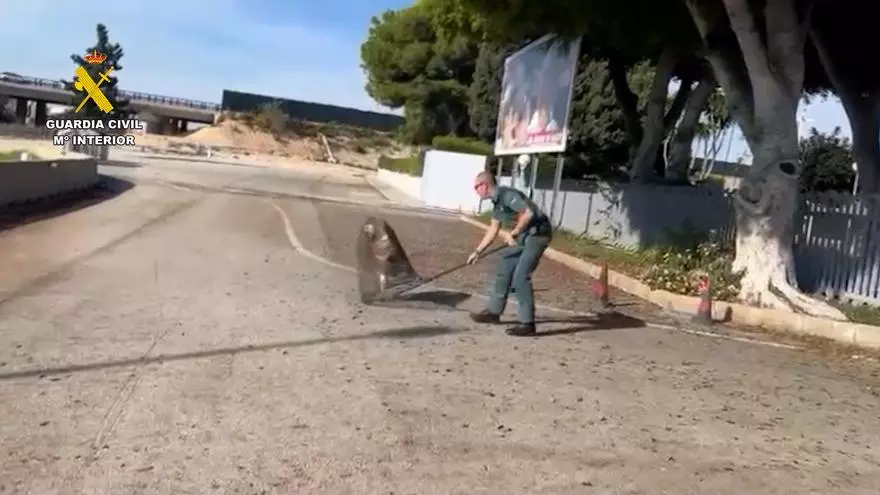 Rescatado un buitre leonado desorientado cerca del aeropuerto de Alicante-Elche