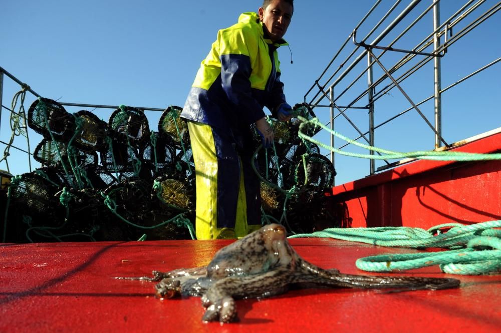 Primera jornada de pesca de pulpo en Arousa // I.Abella