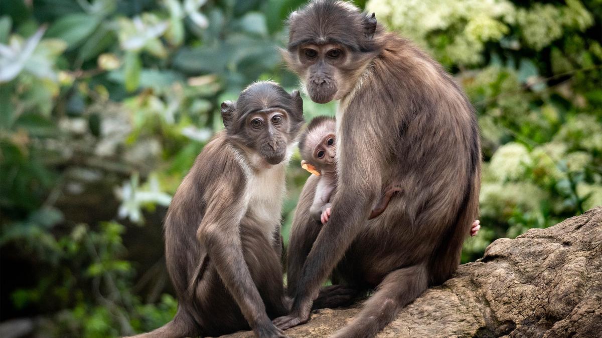 Bioparc permite descubrir especies más desconocidas como los mangabeys.