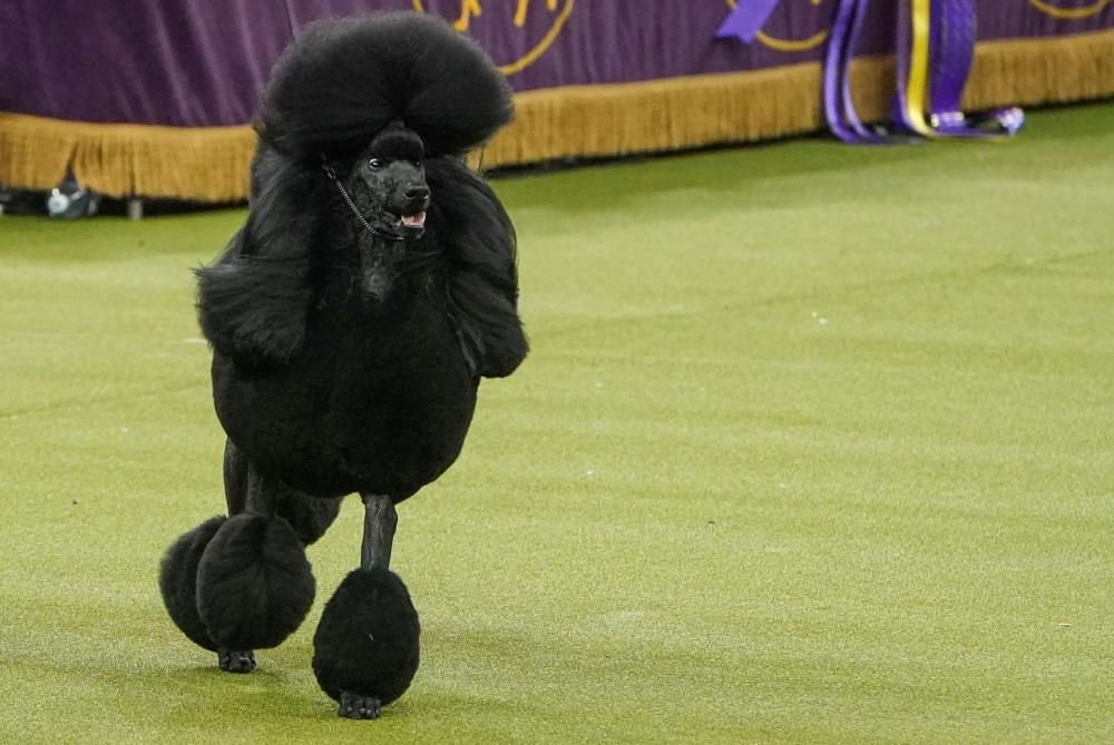 Les millors fotos del concurs de gossos Westminster Kennel Club Dog Show 2020