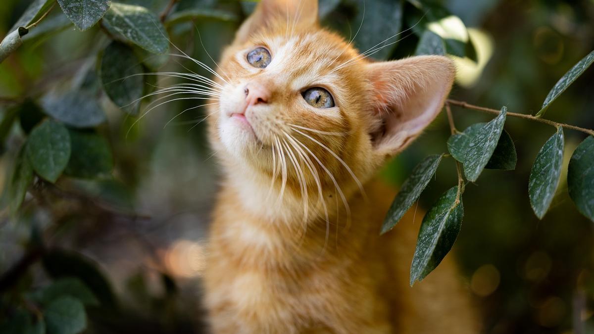 Gatos personalidad | ¿Existe relación entre el color de tu gato y su  carácter?