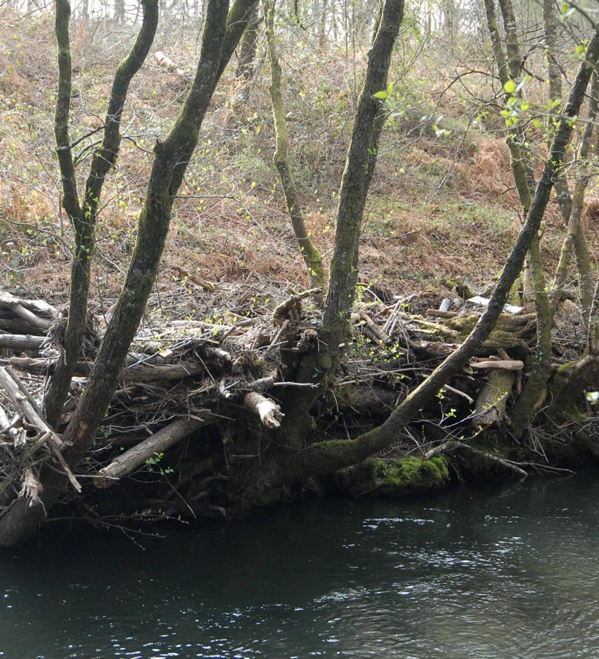Varios troncos sobre el lecho del río. | BERNABÉ/JAVIER LALÍN