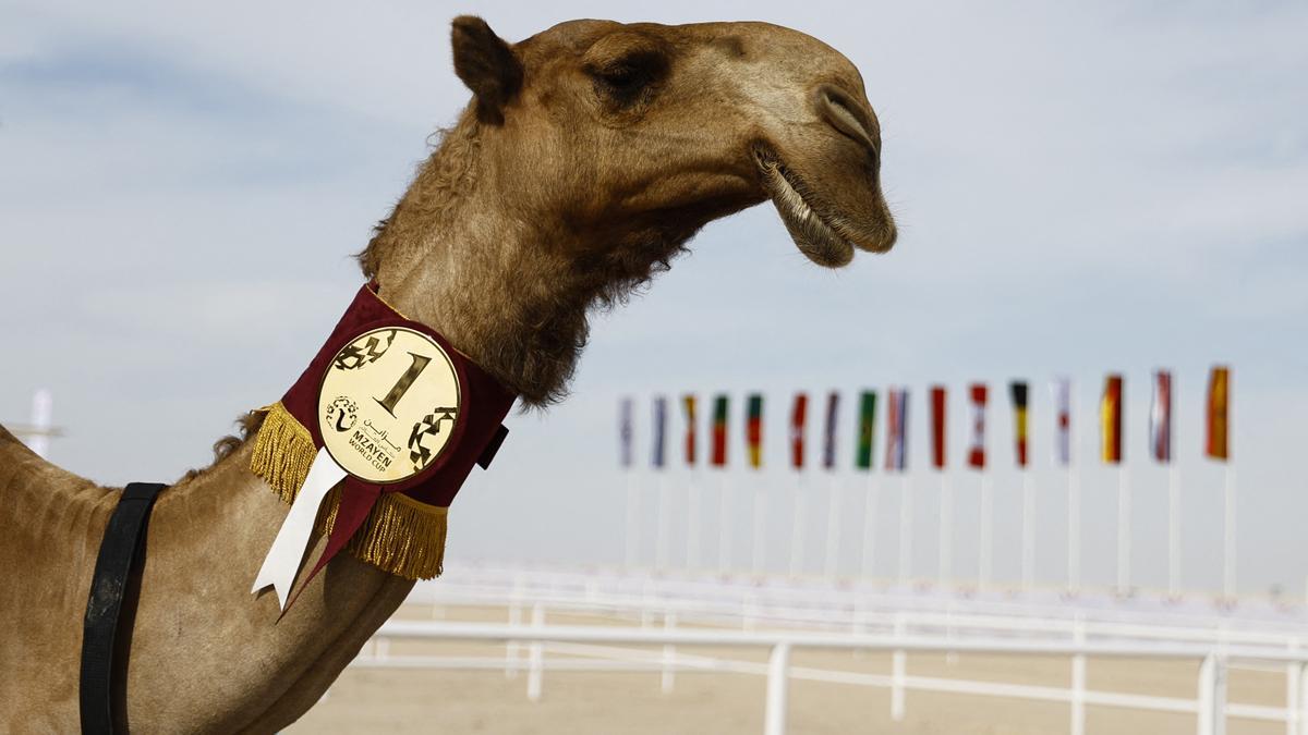 Concurso de belleza de camellos en Qatar