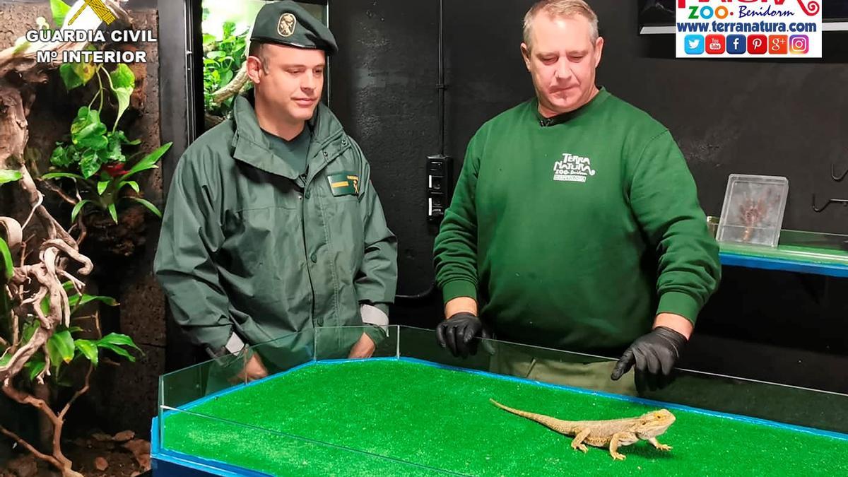 Un agente del Seprona y un trabajador de Terra Natura junto a un animal exótico.