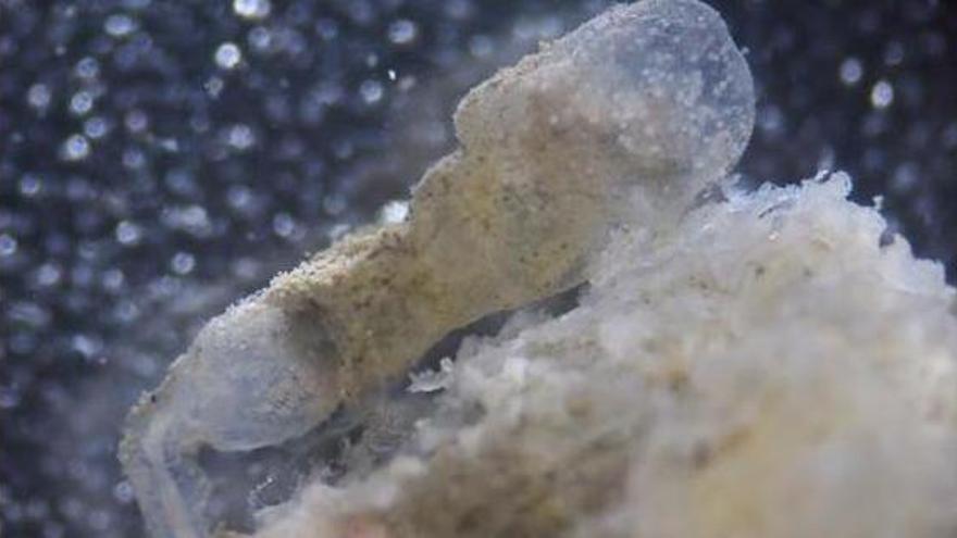 Tub de femella d&#039;Osedax deceptionensis, el cuc marí descobert a Blanes