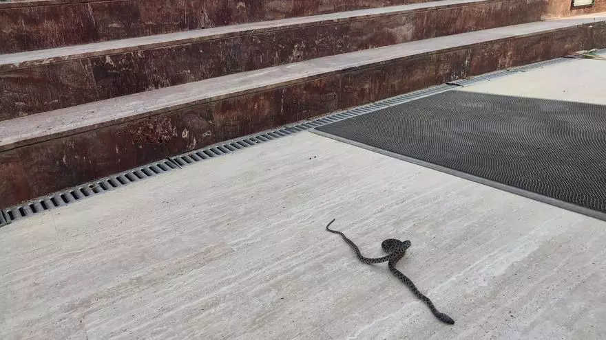 Una serpiente, a las puertas de el Diario de Ibiza