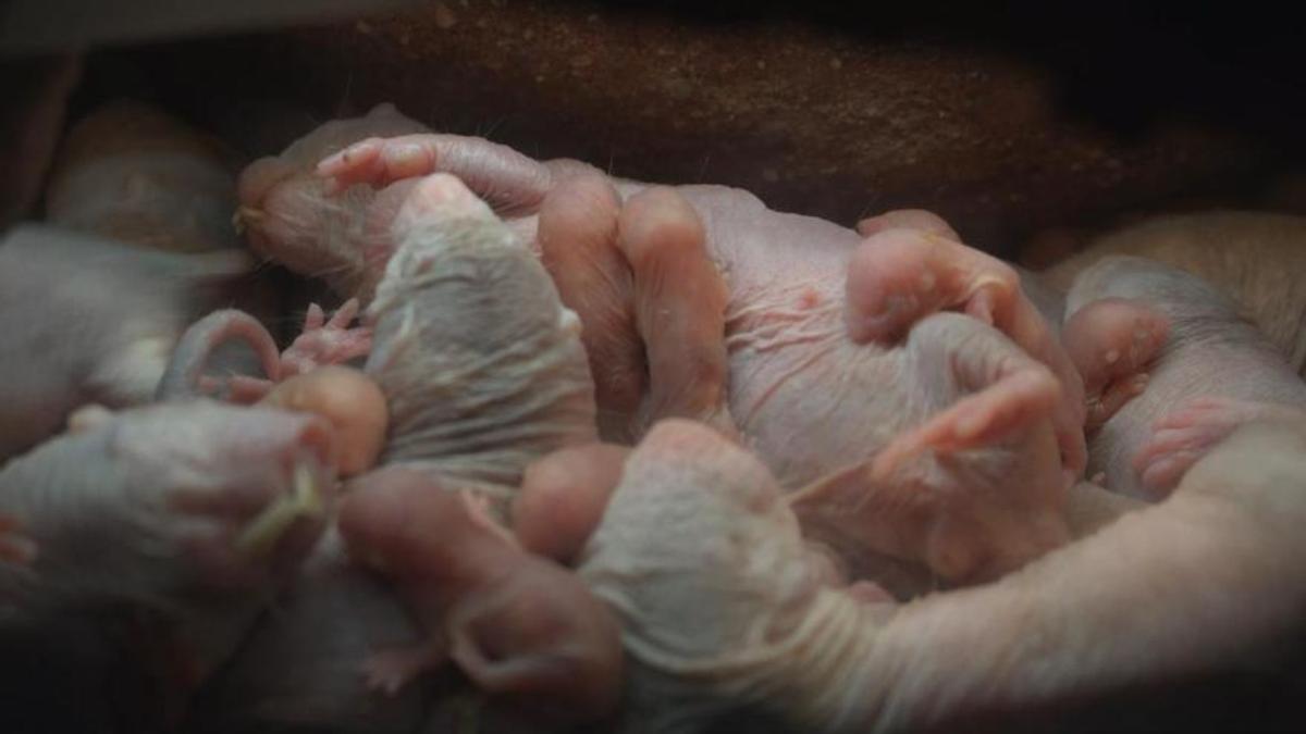 Parto "asistido" en BIOPARC del mamífero que no envejece y es inmune al cáncer