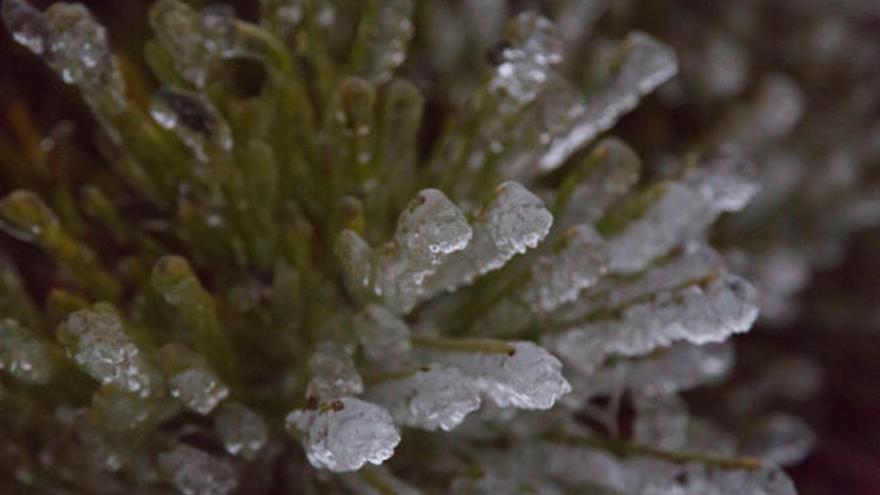 Hielo en hojas de la flora del Parque Nacional del Teide.