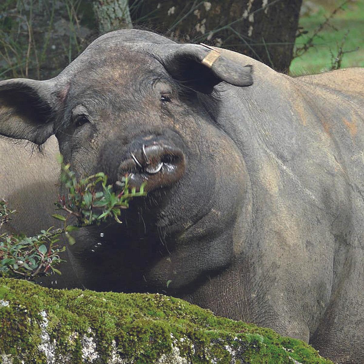En 2024 se certificaron para la comercialización un total de 67.684 piezas.