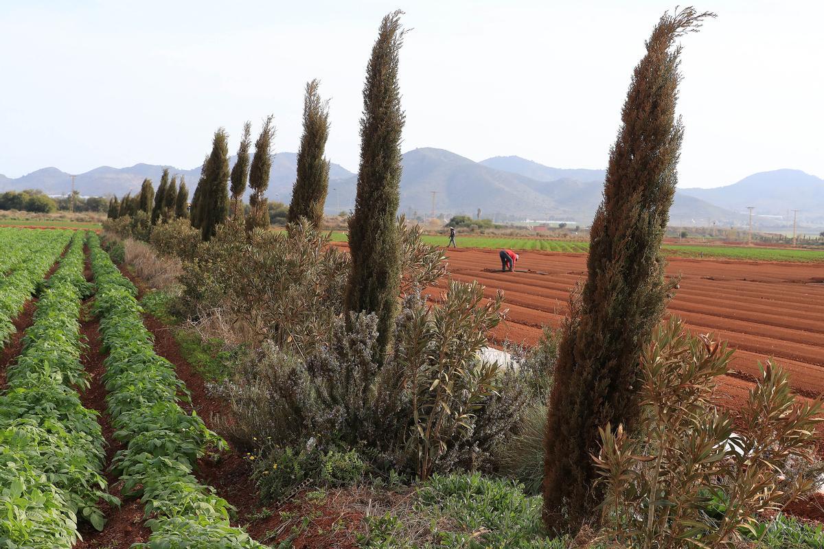 Plantaciones separadas por setos y arbolado para evitar escorrentías en el Campo de Cartagena, en una imagen de archivo.