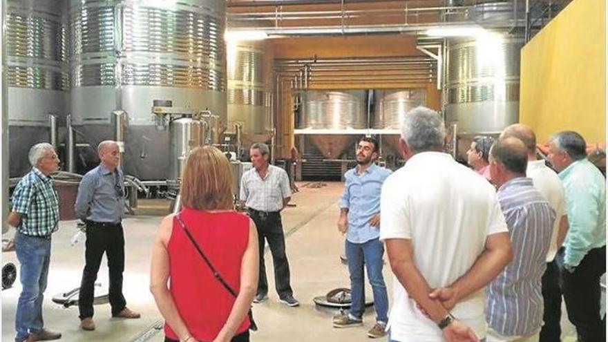 El ‘ecovino’ echa raíces con el mayor viñedo ecológico de Aragón