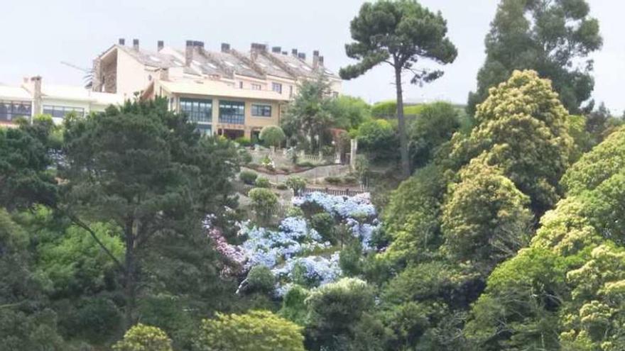 Acantilado de hortensias en Santa Cruz