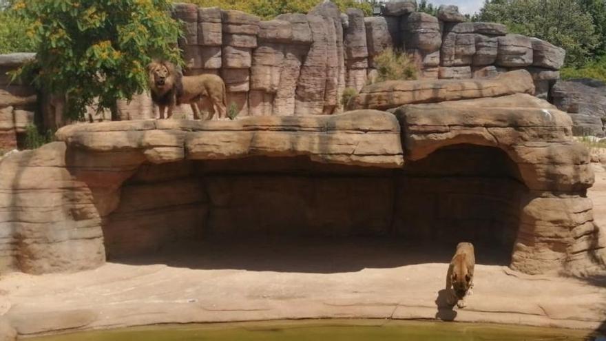 Los leones del Zoo de Barcelona.