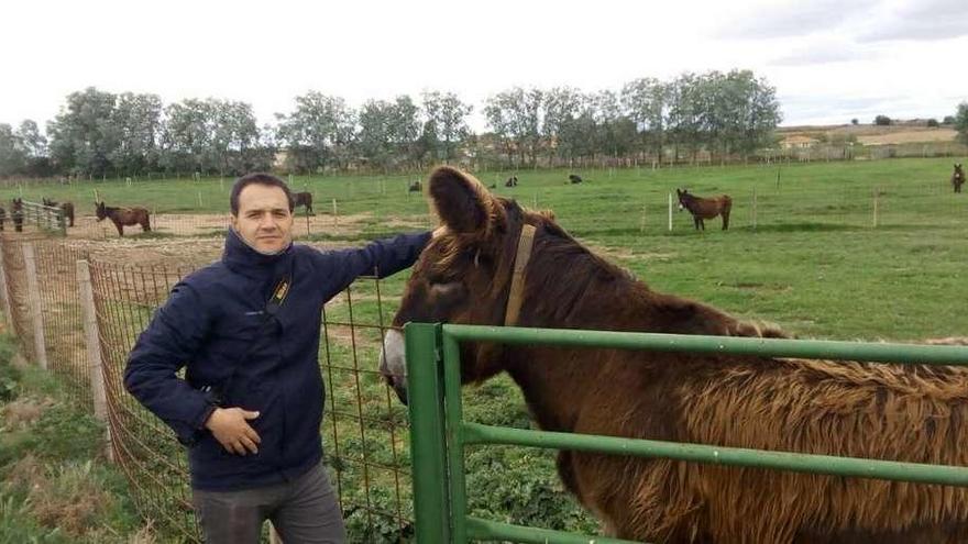 El ingeniero José Carlos Santana posa con un asno zamorano-leonés, ayer, en Madridanos.