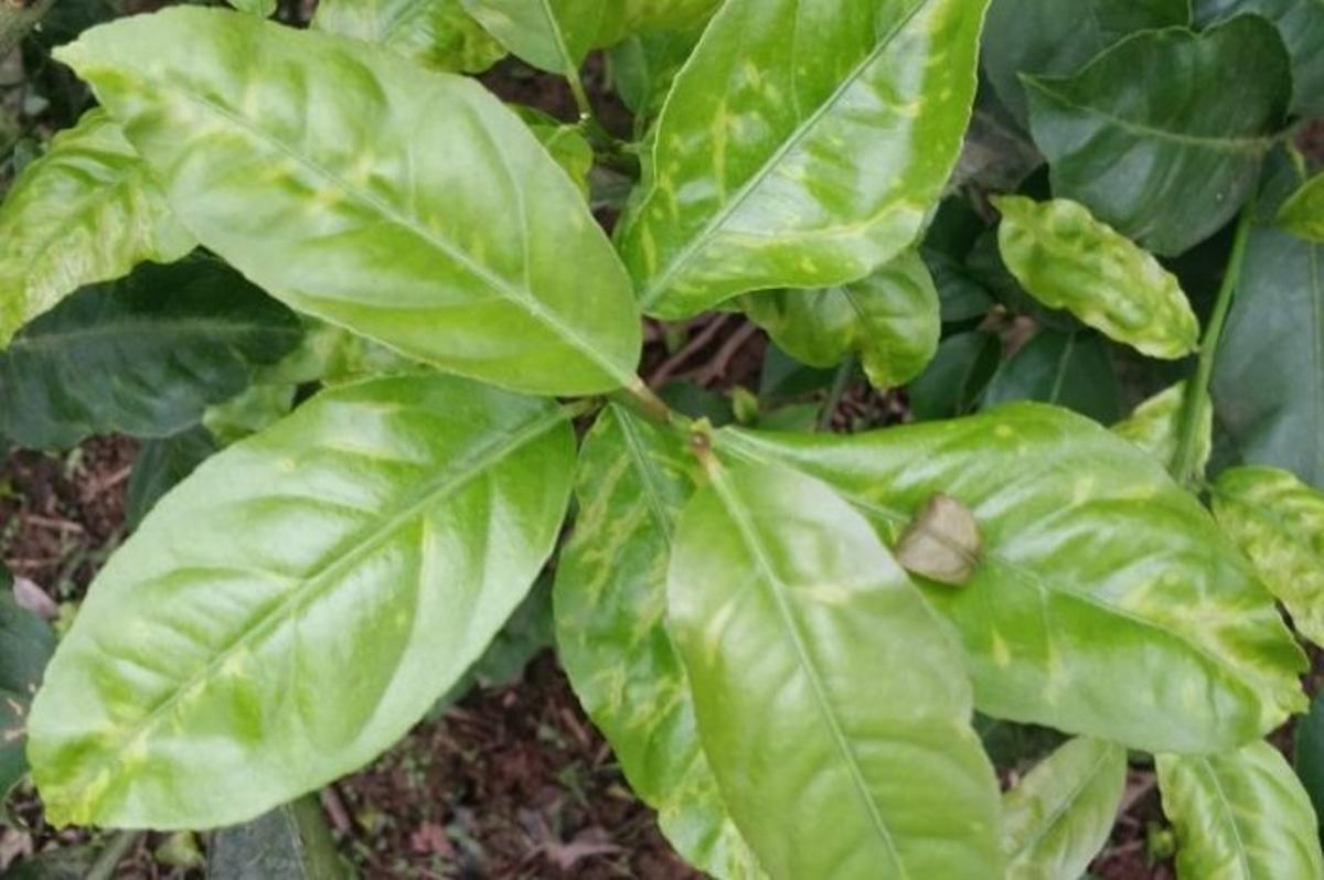 Planta afectada por clorosis, que acelera el colora amarillo de los cultivos.