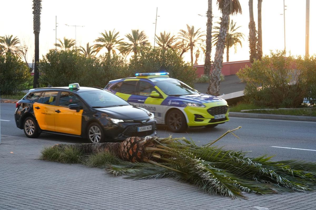 Una palmera en el suelo, en el paseo de Garcia i Fària.