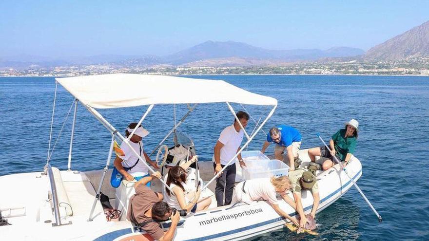 Pepa y Hulia, devueltas al Mediterráneo: así ha sido la recuperación de dos tortugas bobas en Marbella