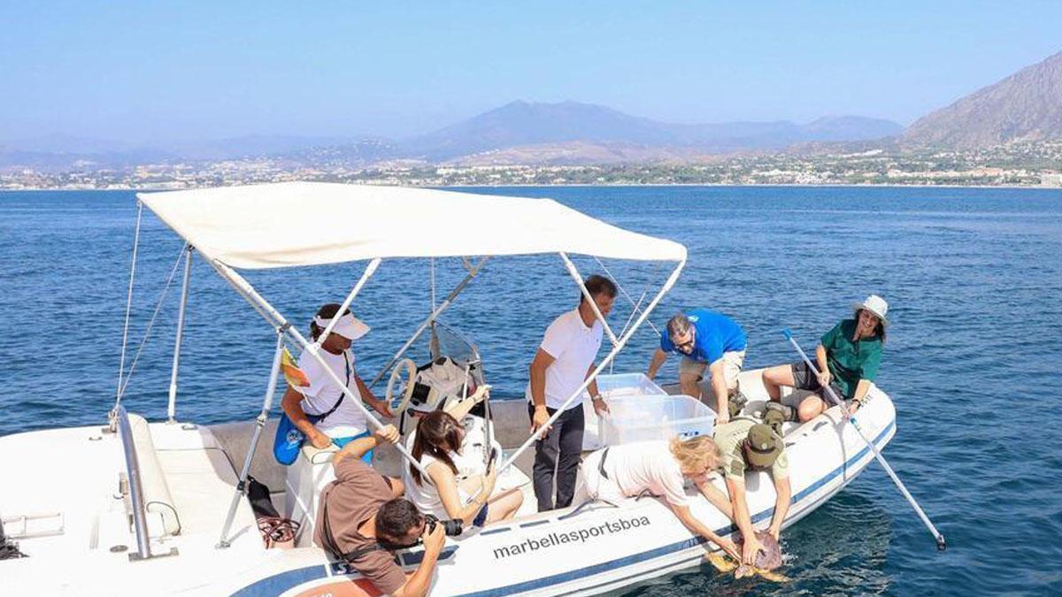 Momento de la suelta de los dos ejemplares de tortuga boba en las costas de Marbella.