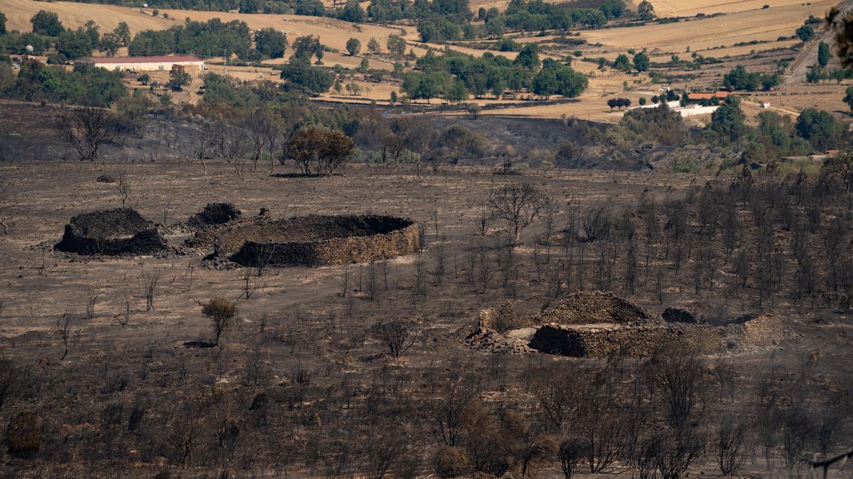 Zona abrasada por el incendio de Losacio, en Zamora