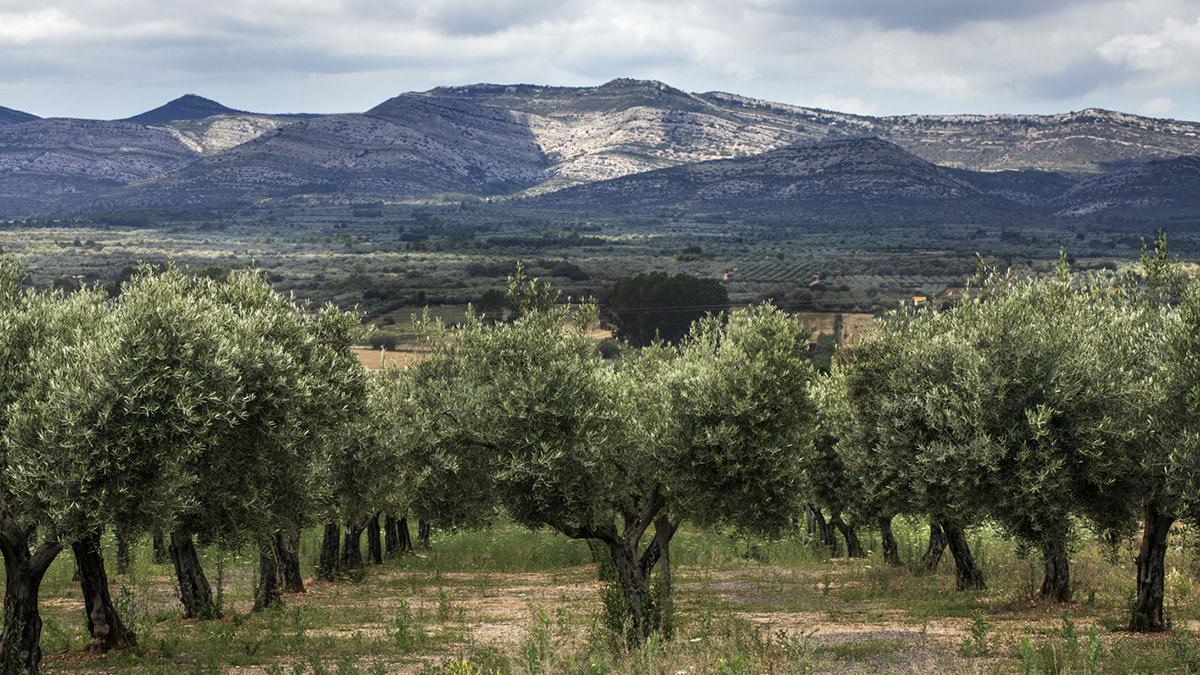 Imagen de los olivos a partir de los cuales se obtiene el aceite.
