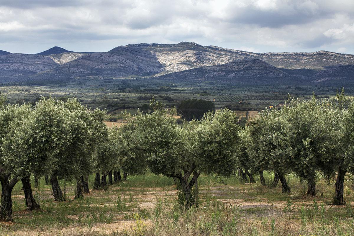 Imagen de los olivos a partir de los cuales se obtiene el aceite.