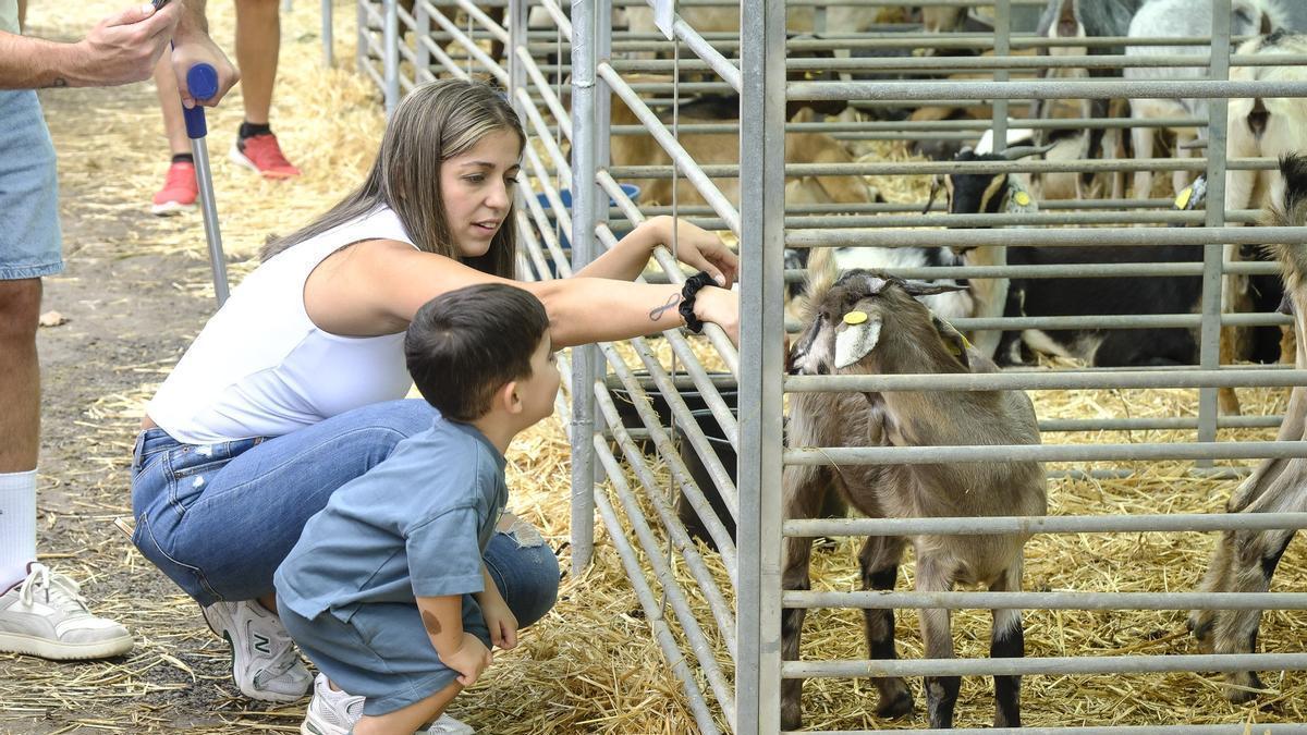 Feria de Ganado de Gran Canaria