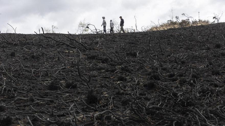 Tierra Astur plantará 300 árboles en el Naranco para recuperar los terrenos quemados en 2023 en Oviedo