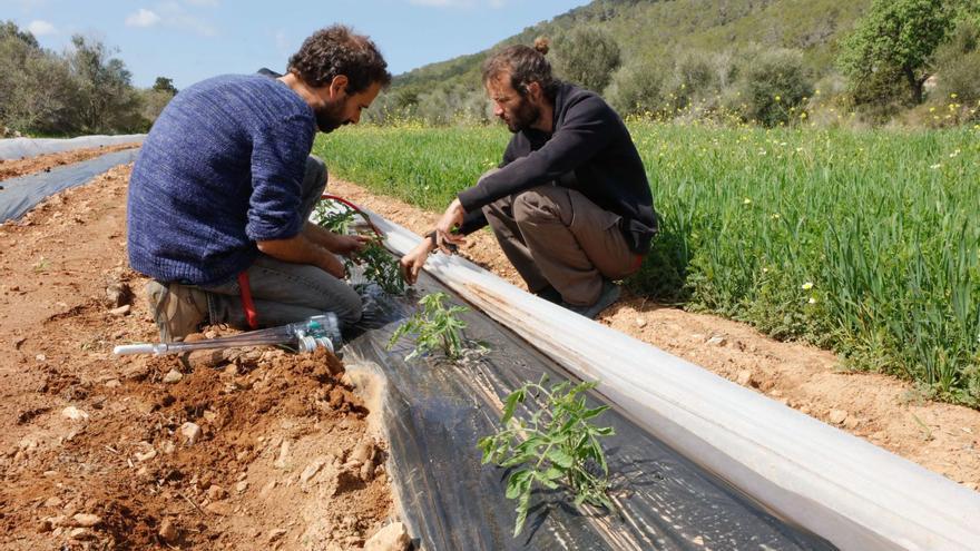 Una cosecha tardía para los productos de temporada estival