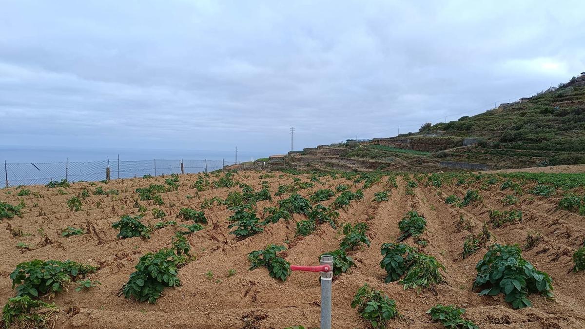 Los cultivos del aguacate, el plátano y la papa, los principales afectados tras el paso de la borrasca Therese por Canarias