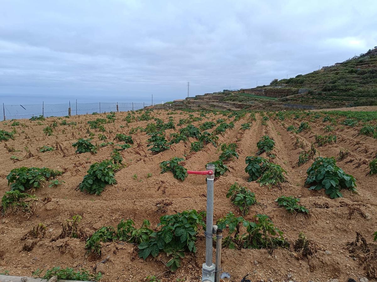 Parcela de papas regadas con agua salinizada en Tenerife.
