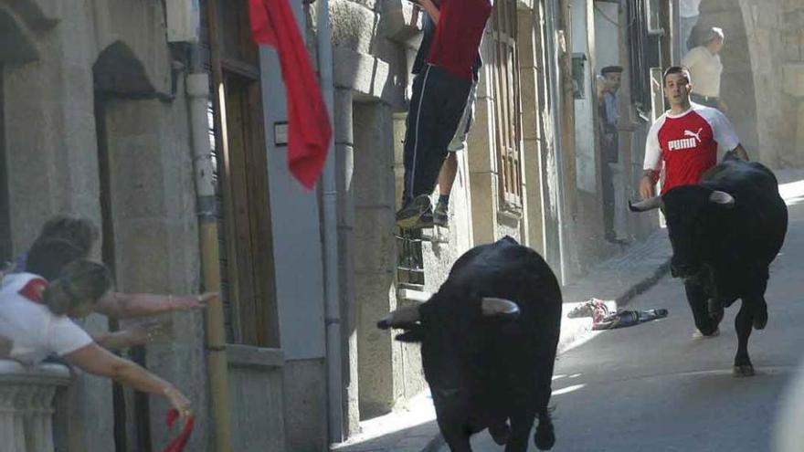 Dos toros recorren una calle de Fermoselle durante unos pasados encierros.