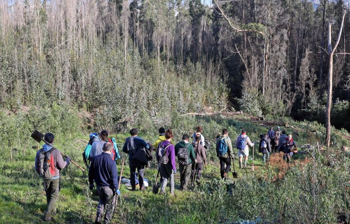 La Comunidad de Montes de Coruxo, que, en colaboración con las brigadas deseucaliptizadoras de Verdegaia, organizaron una jornada de voluntariado para liberar de eucaliptos el regato de O Pontón. La Comunidad de Montes de Coruxo, que, en colaboración con las brigadas deseucaliptizadoras de Verdegaia, organizaron una jornada de voluntariado para liberar de eucaliptos el regato de O Pontón.