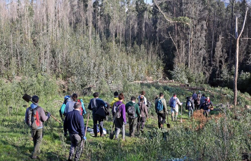 La Comunidad de Montes de Coruxo, que, en colaboración con las brigadas deseucaliptizadoras de Verdegaia, organizaron una jornada de voluntariado para liberar de eucaliptos el regato de O Pontón.