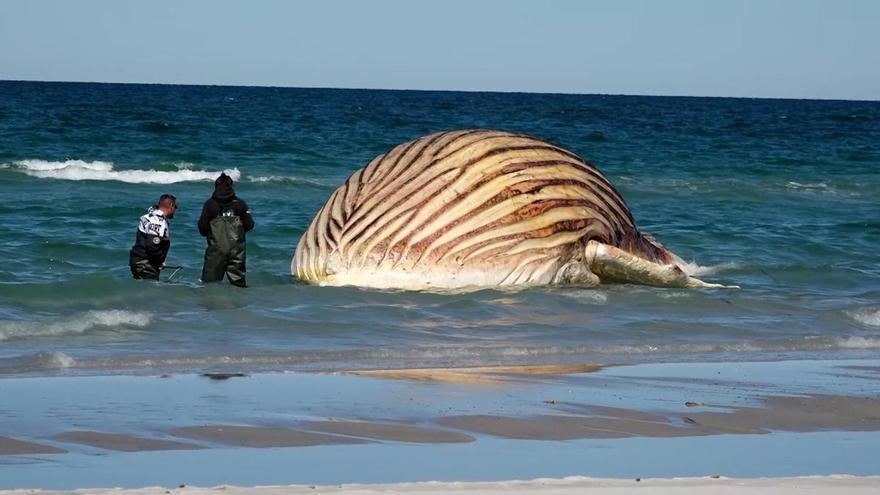 El cadáver de la famosa ballena Timmy podría explotar en la costa de Dinamarca