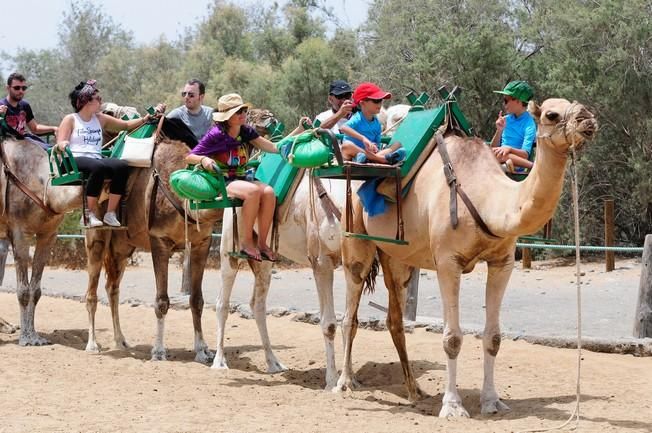 Reportaje excursiones con camellos en las Dunas ...