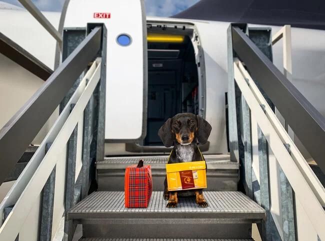 Puedes viajar con tu perro en avión...siempre que cumplas con la normativa.